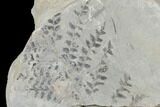 Pennsylvanian Fossil Fern (Neuropteris?) Plate - Kentucky #176768-1